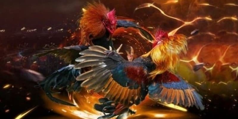 Lý Do Đá Gà WS168 Tại FM88 Được Yêu Thích Lý Do Đá Gà WS168 Tại FM88 Được Yêu Thích